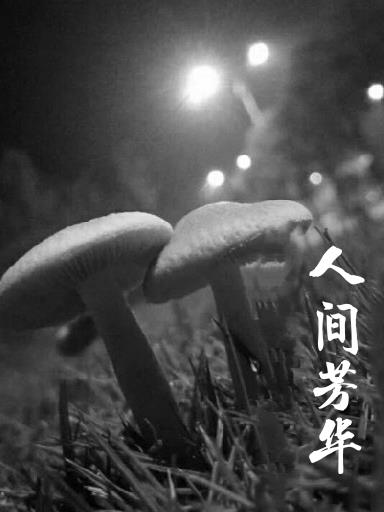 人间芳菲尽是什么意思